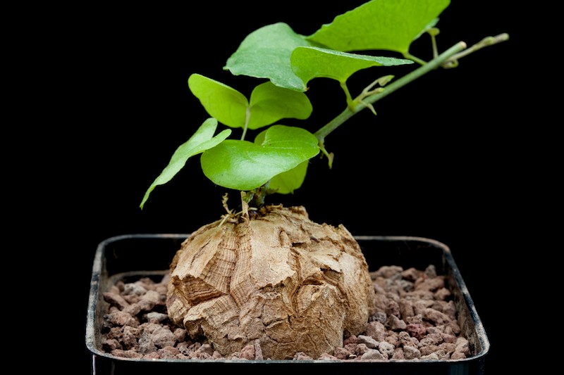 Dioscorea elephantipes 