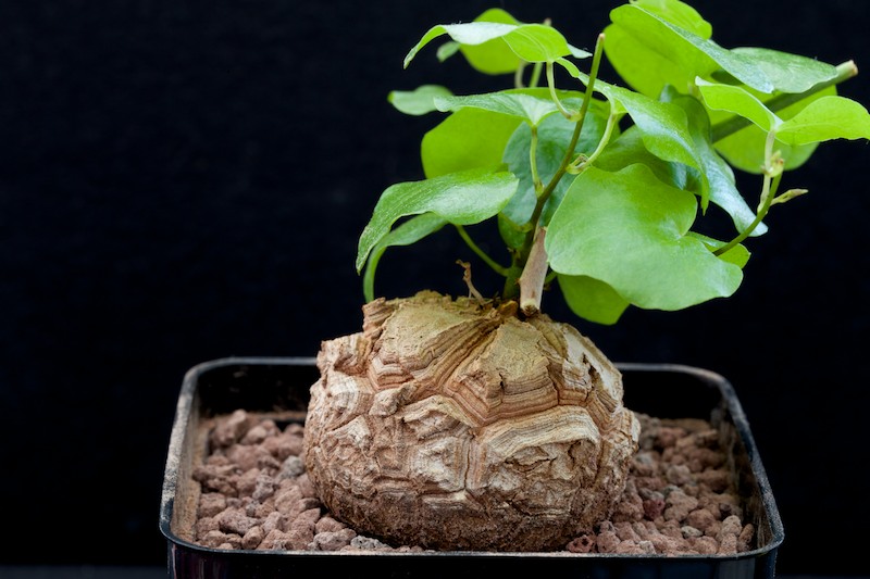 Dioscorea elephantipes 