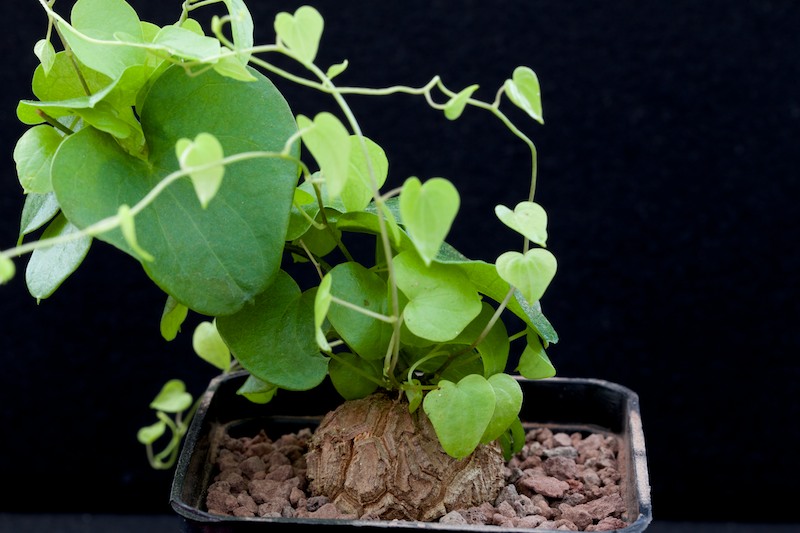 Dioscorea elephantipes 