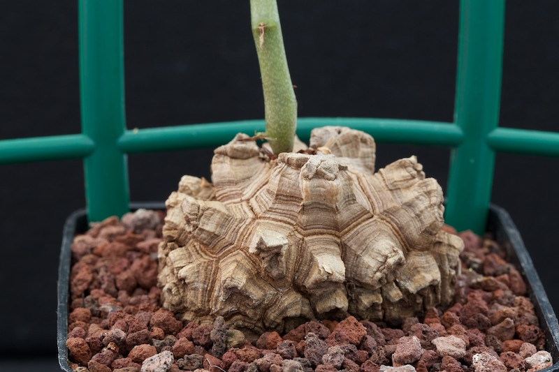 Dioscorea elephantipes 