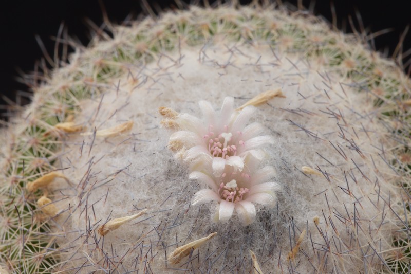 Epithelantha unguispina ssp. huastecana BZ 58