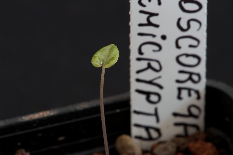 Dioscorea hemicrypta 