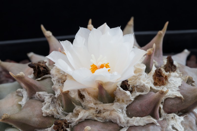 Ariocarpus retusus v. furfuraceus 