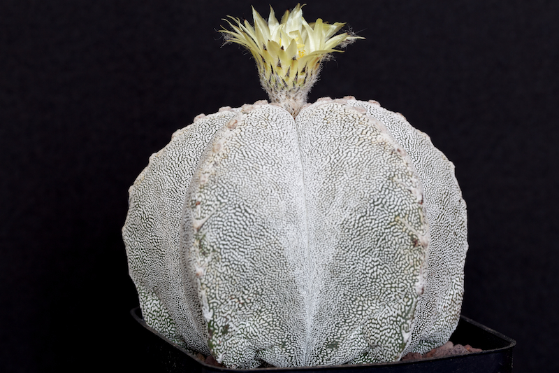 Astrophytum myriostigma cv. onzuka 