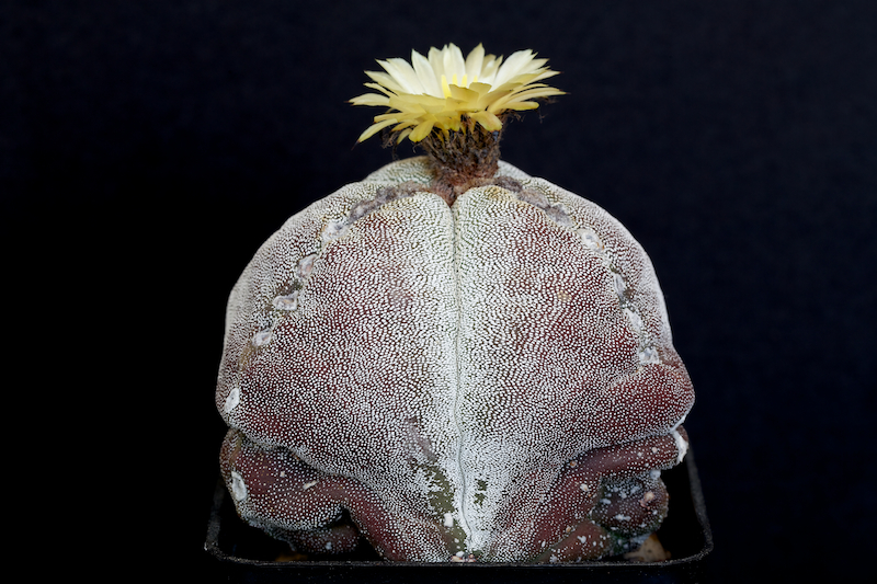 Astrophytum myriostigma f. tricostatum 