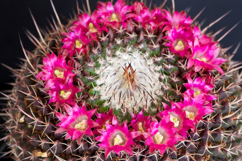 Mammillaria mystax 