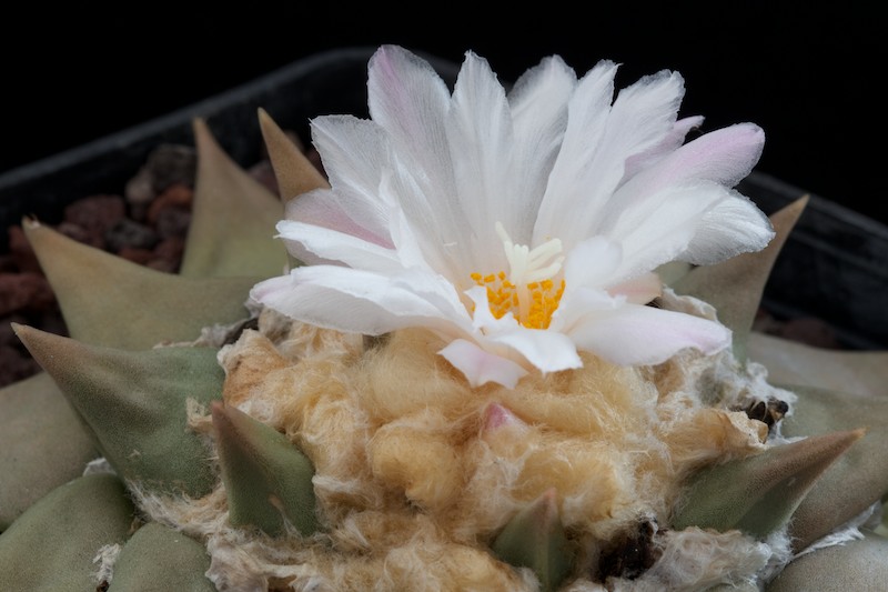 Ariocarpus confusus 