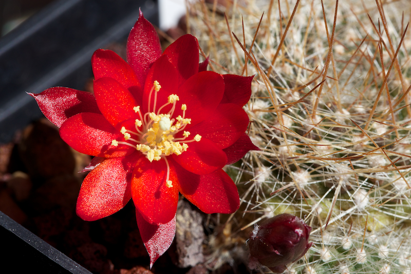 Rebutia albiareolata FR 761