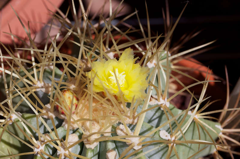 Ferocactus glaucescens 