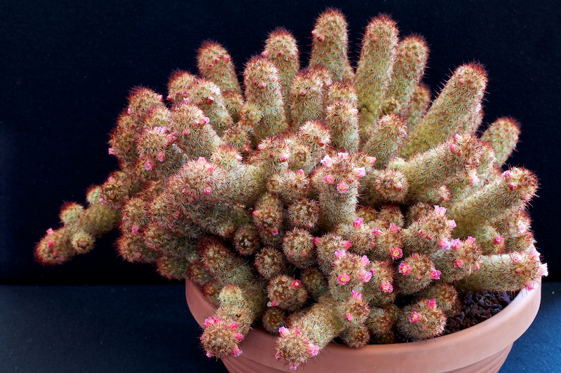 Mammillaria elongata 