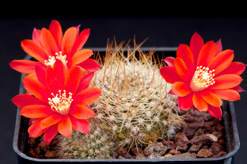 Rebutia albiareolata FR 761