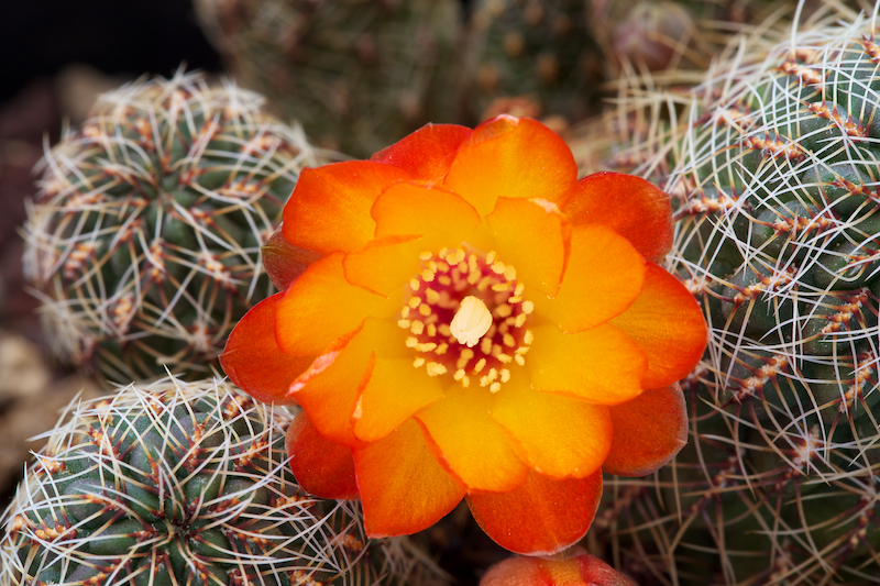 Sulcorebutia tarabucoensis v. aureiflora EK 7080