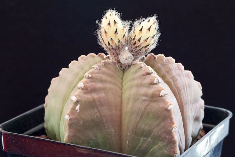 Astrophytum myriostigma cv. costa 