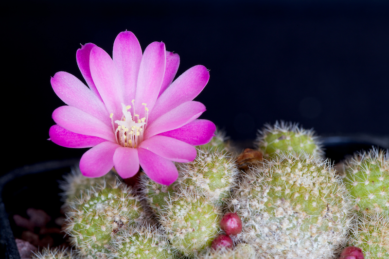 Rebutia perplexa 