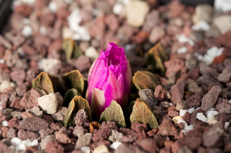 Ariocarpus scaphirostris 