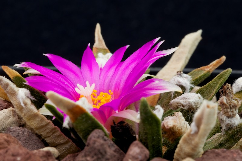 Ariocarpus agavoides 