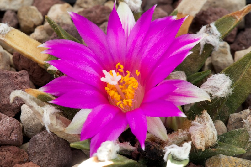 Ariocarpus agavoides 