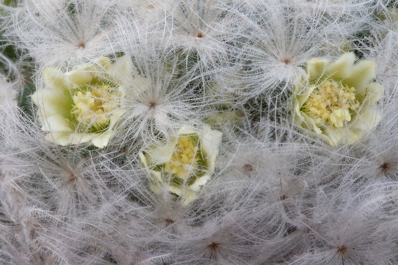 Mammillaria plumosa 