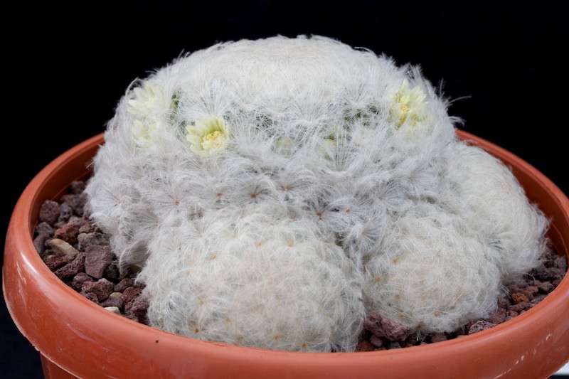 Mammillaria plumosa 