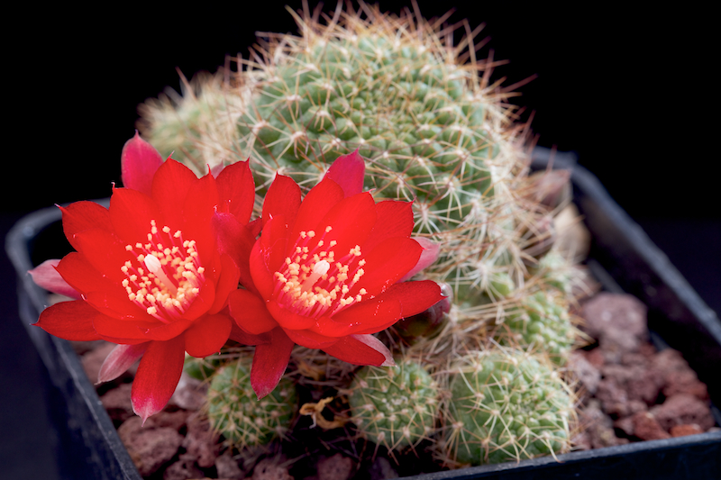 Rebutia padcayensis R 322