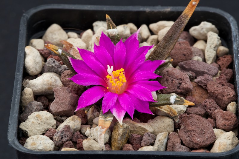 Ariocarpus agavoides 