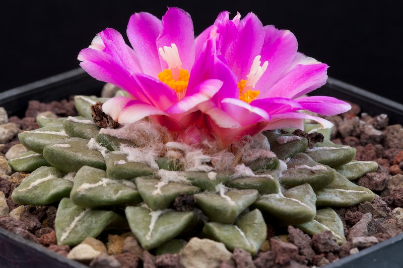 Ariocarpus kotschoubeyanus x retusus 