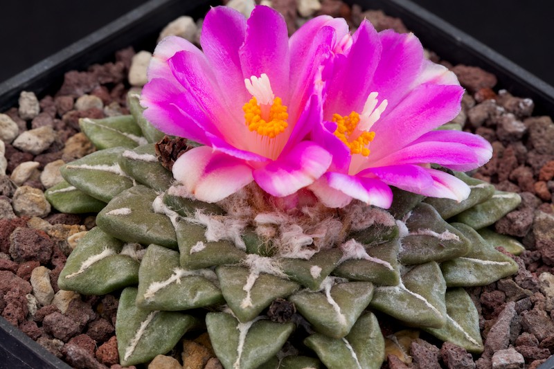 Ariocarpus kotschoubeyanus x retusus 