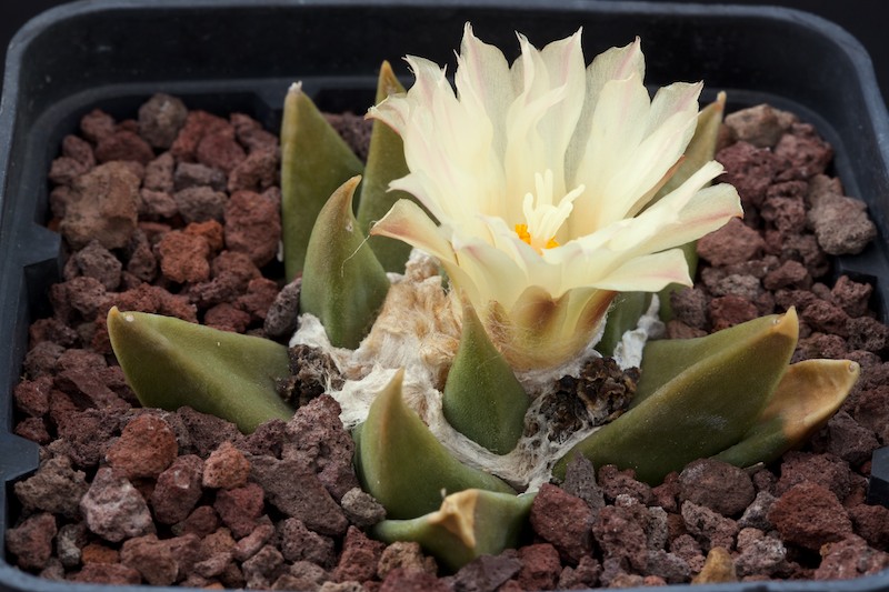 Ariocarpus trigonus SB938