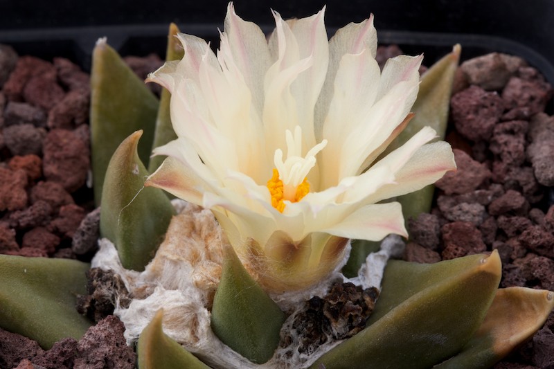 Ariocarpus trigonus 