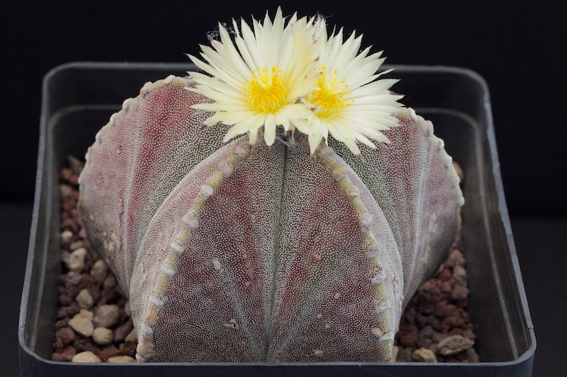 Astrophytum myriostigma v. strongylogonum 