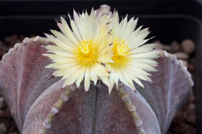 Astrophytum myriostigma v. strongylogonum 