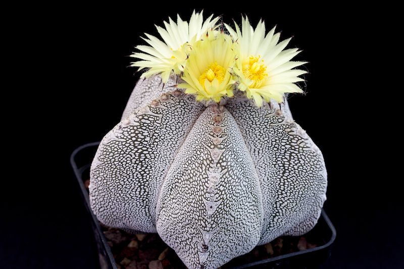 Astrophytum myriostigma cv. onzuka 