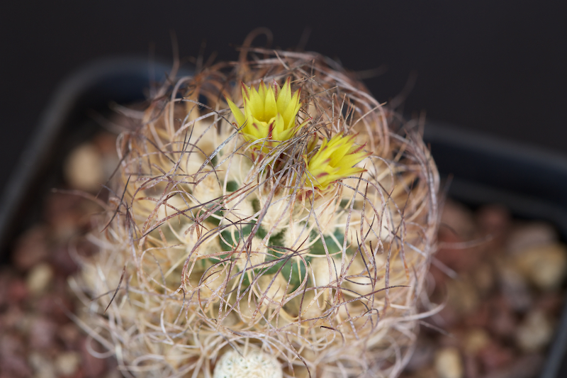 Turbinicarpus krainzianus f. minimus 