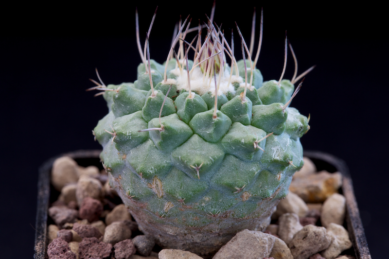 Strombocactus disciformis 