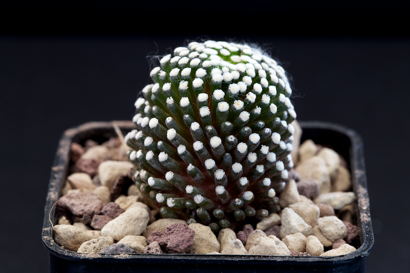 Mammillaria luethyi 