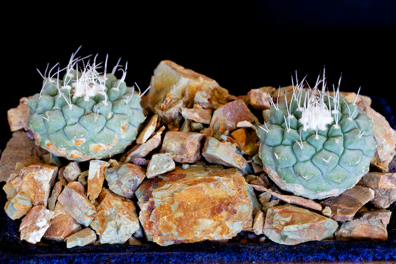 Strombocactus disciformis 