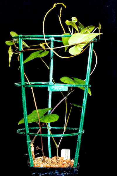 dioscorea japonica