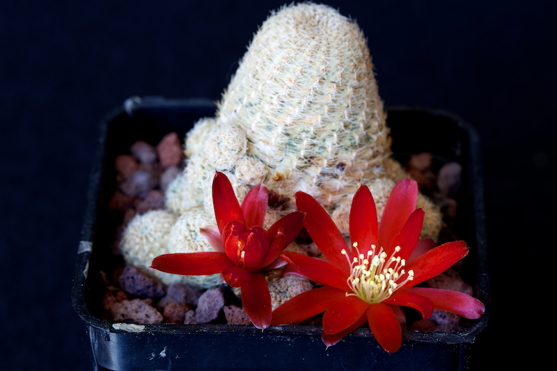 Rebutia densipectinata KK 849