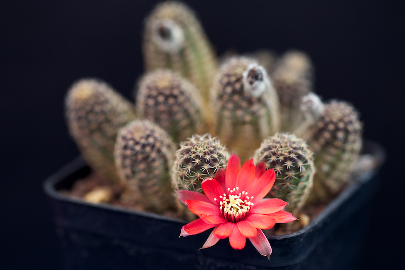 Rebutia pygmaea 