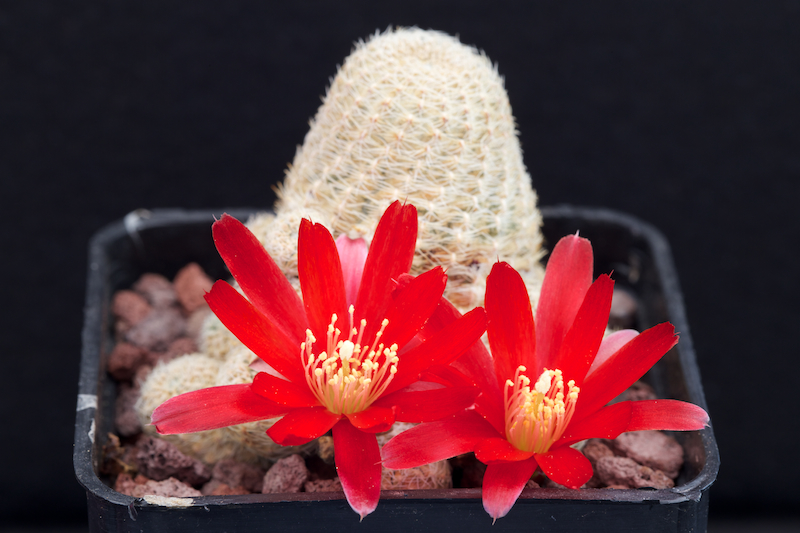 Rebutia densipectinata KK 849