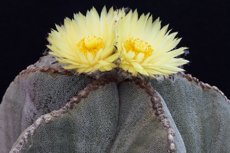 Astrophytum myriostigma 