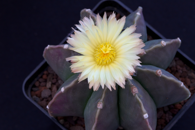 Astrophytum myriostigma v. nudum 