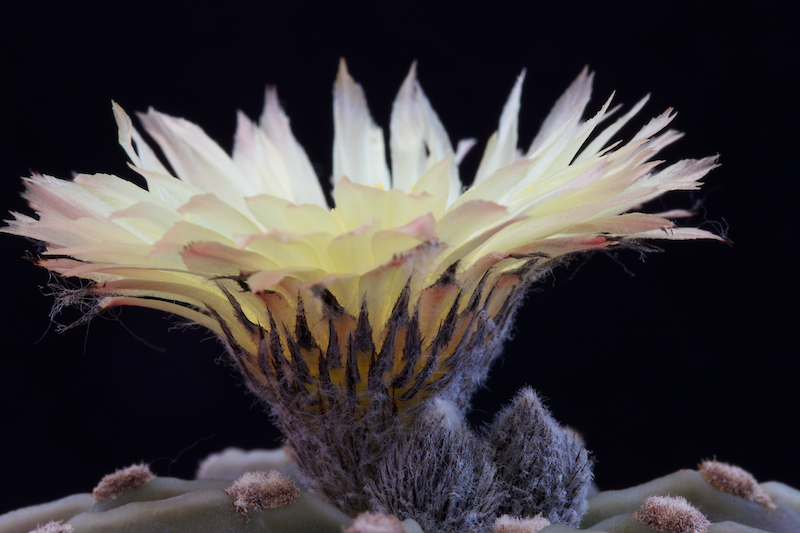 Astrophytum myriostigma v. nudum 