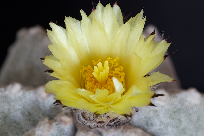 Astrophytum myriostigma x ornatum 