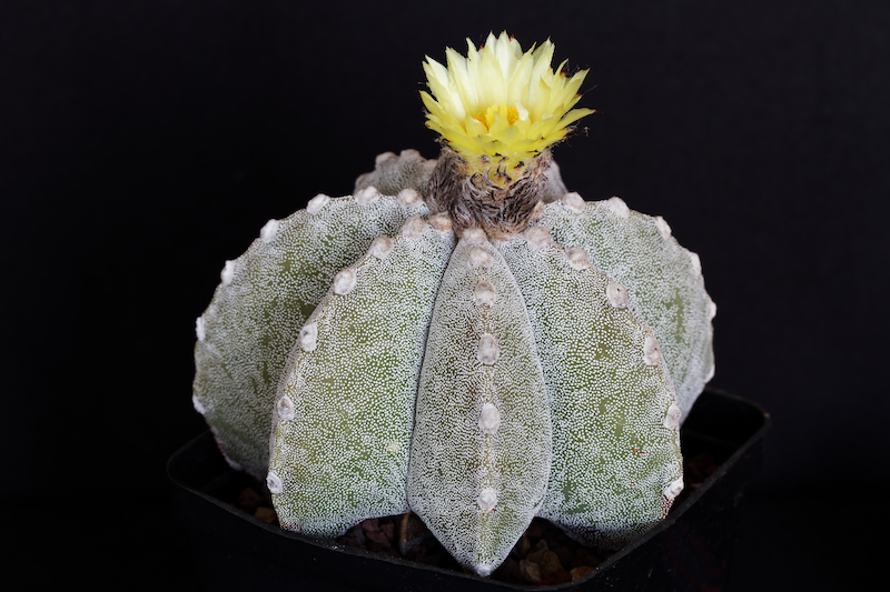 Astrophytum myriostigma x ornatum 