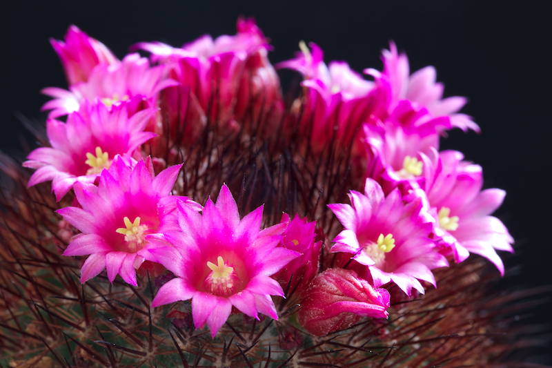 Mammillaria spinosissima cv. rubra 