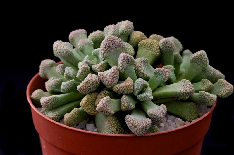 titanopsis schwantesii