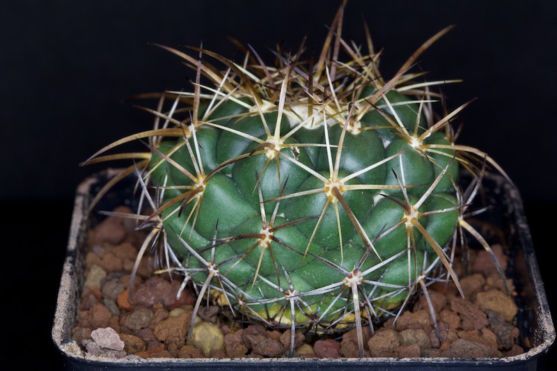 Coryphantha elephantidens ssp. greenwoodii 