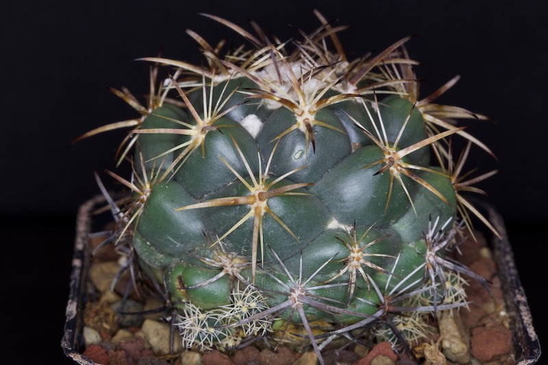 Coryphantha longicornis 