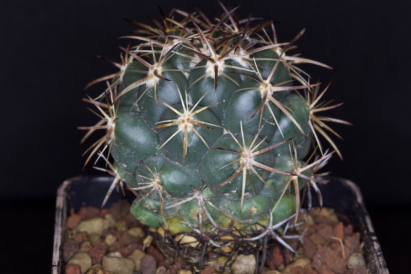 Coryphantha longicornis 